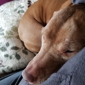 Meet your Posher, Janet